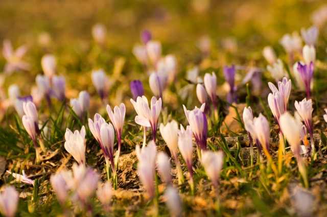 Distesa di crocus