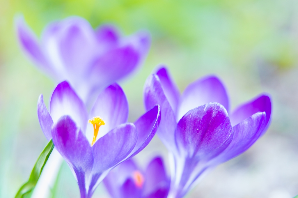 Crocus 4