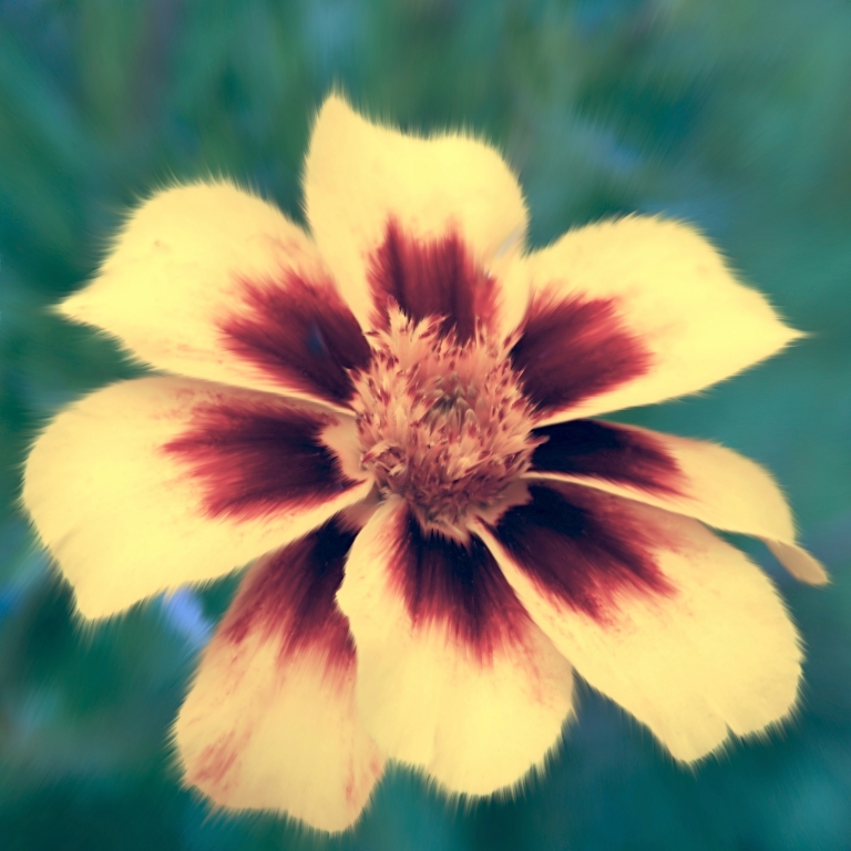 Fiori di montagna #1