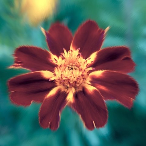 Fiori di montagna #2