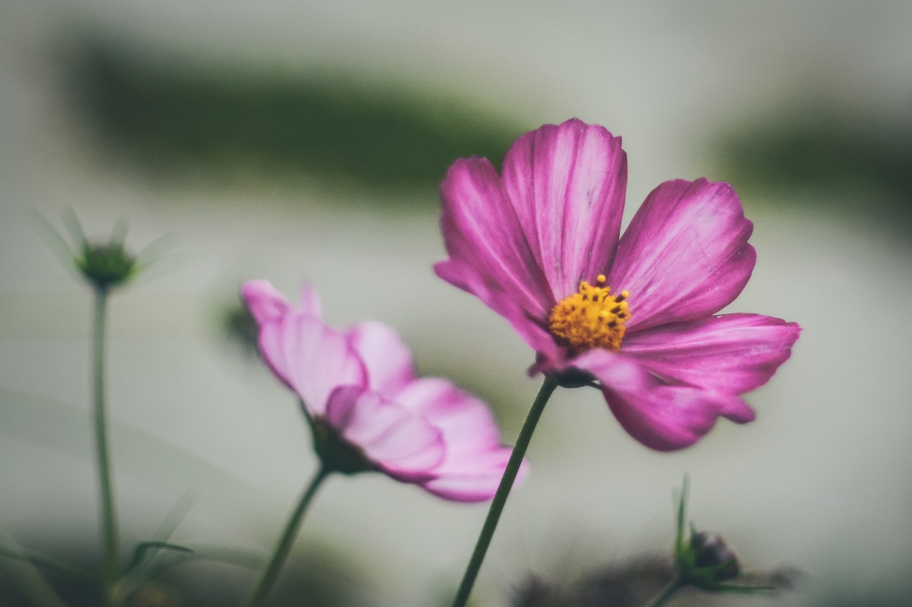 Fiori rosa un pò retro'