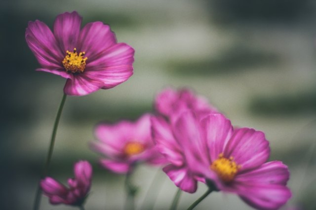 Fiori rosa un pò retrò