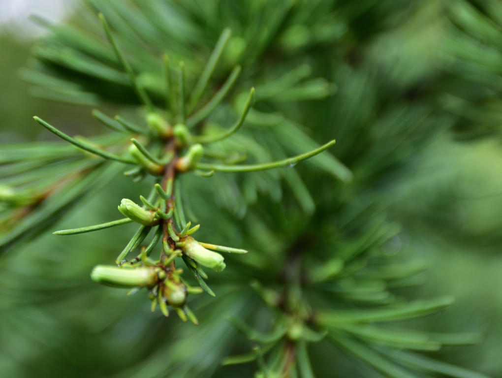 Conifera che avanza.