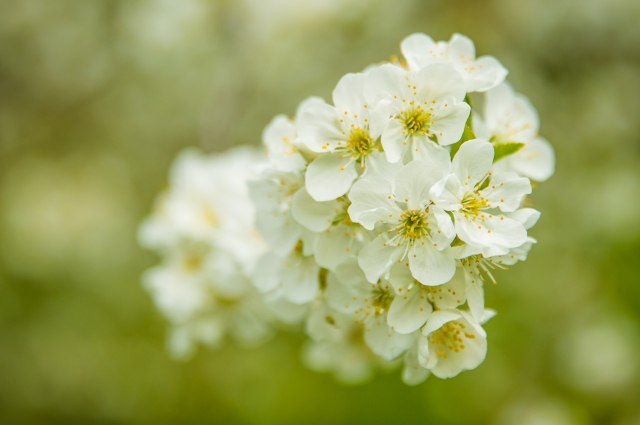 White flowers