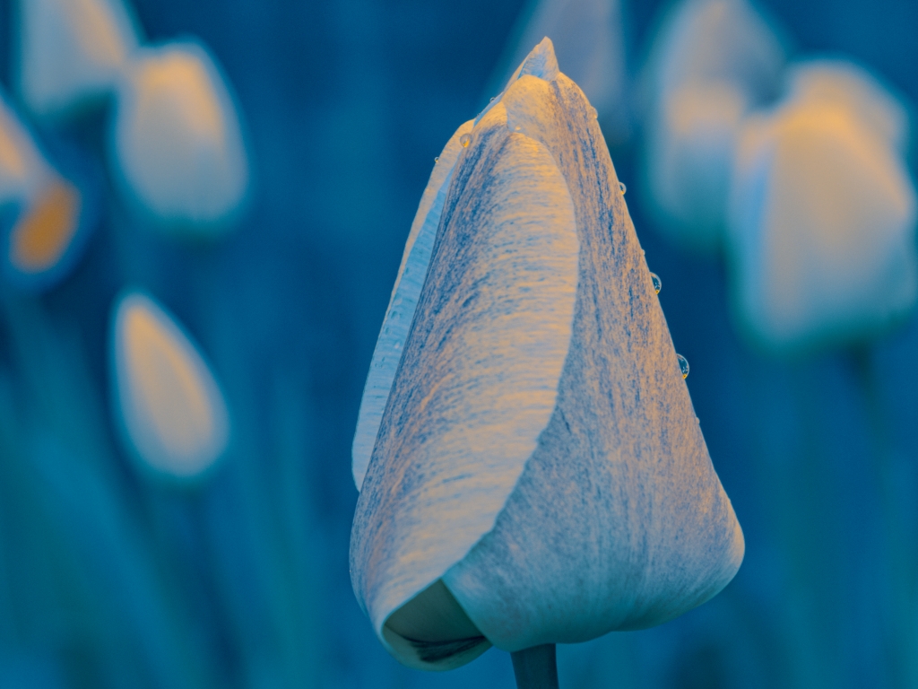 Tulipano