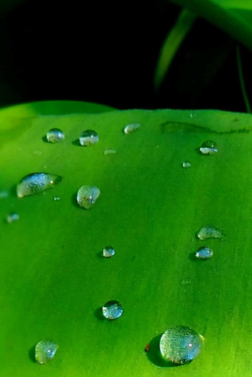 riflessi su foglia
