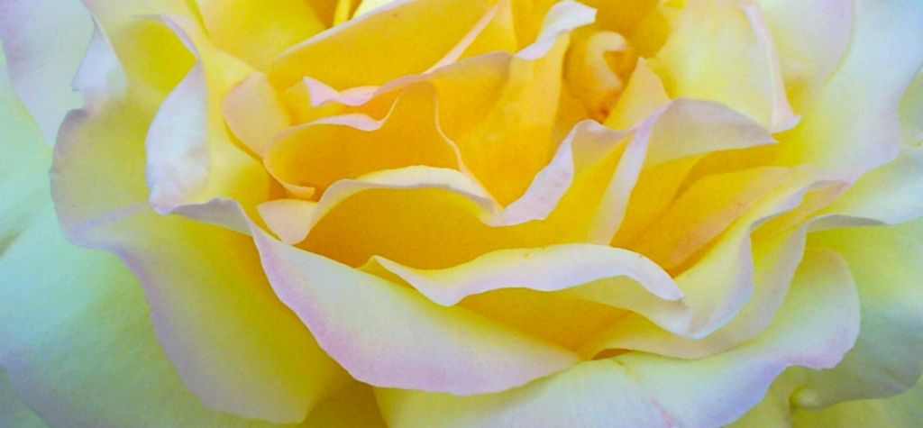 gialli petalosi