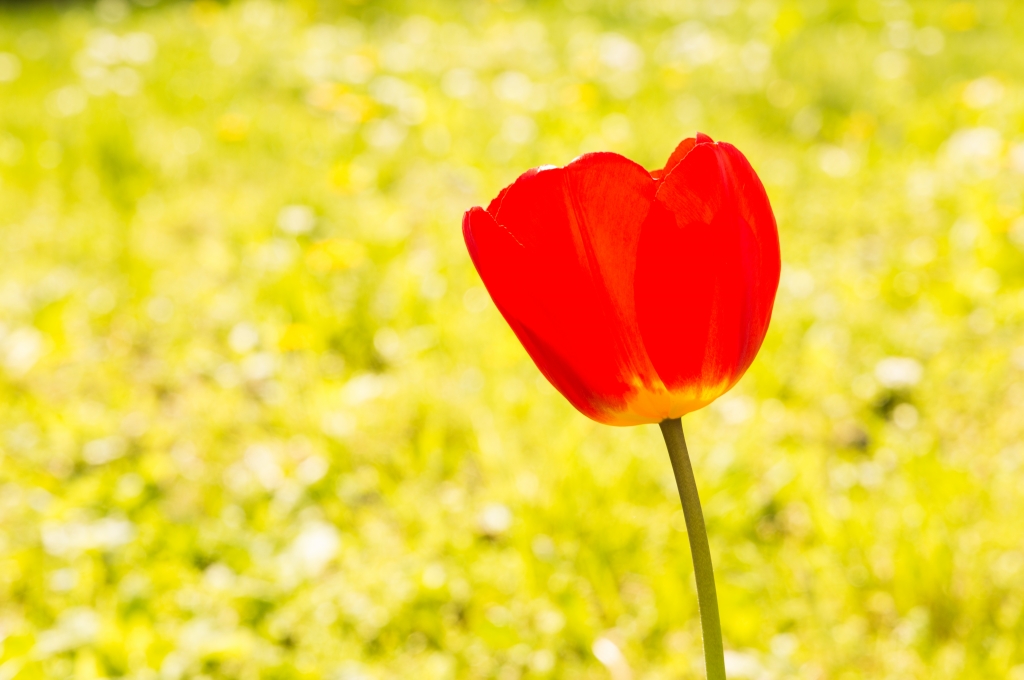 Tulipano