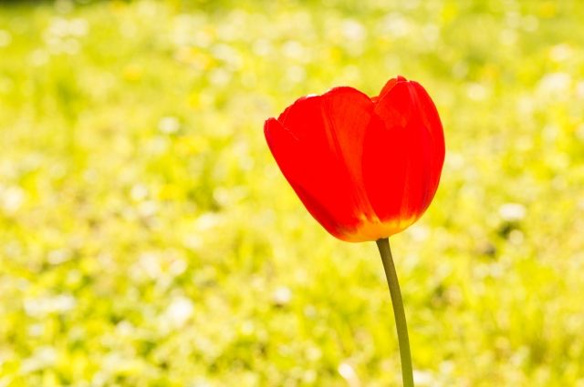 Tulipano