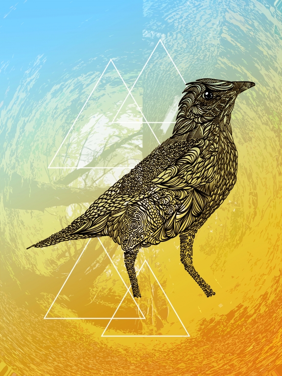 Myna bird
