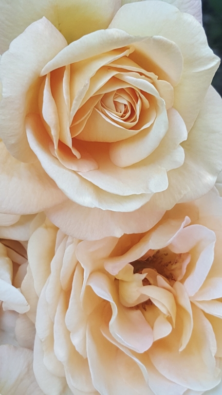 Rose avorio