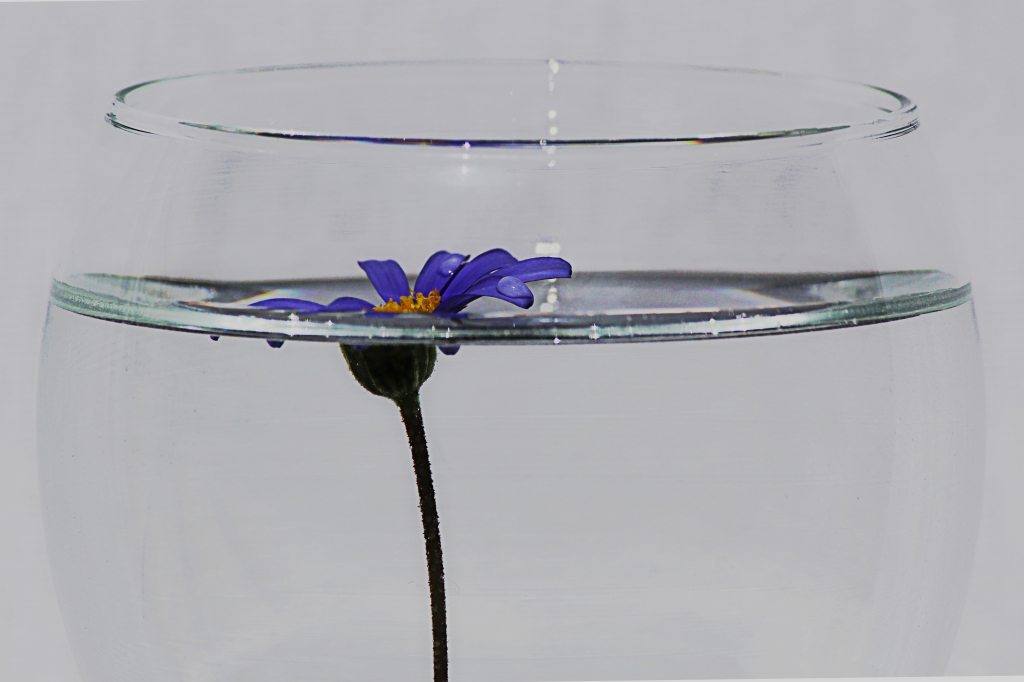 Petali semisommersi