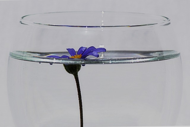 Petali semisommersi · andreacapizzi79