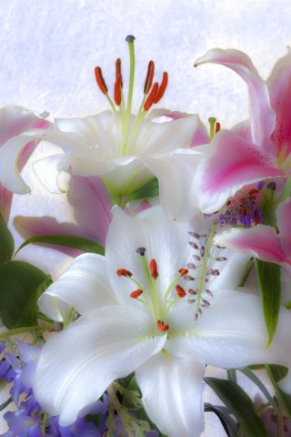 Primavera