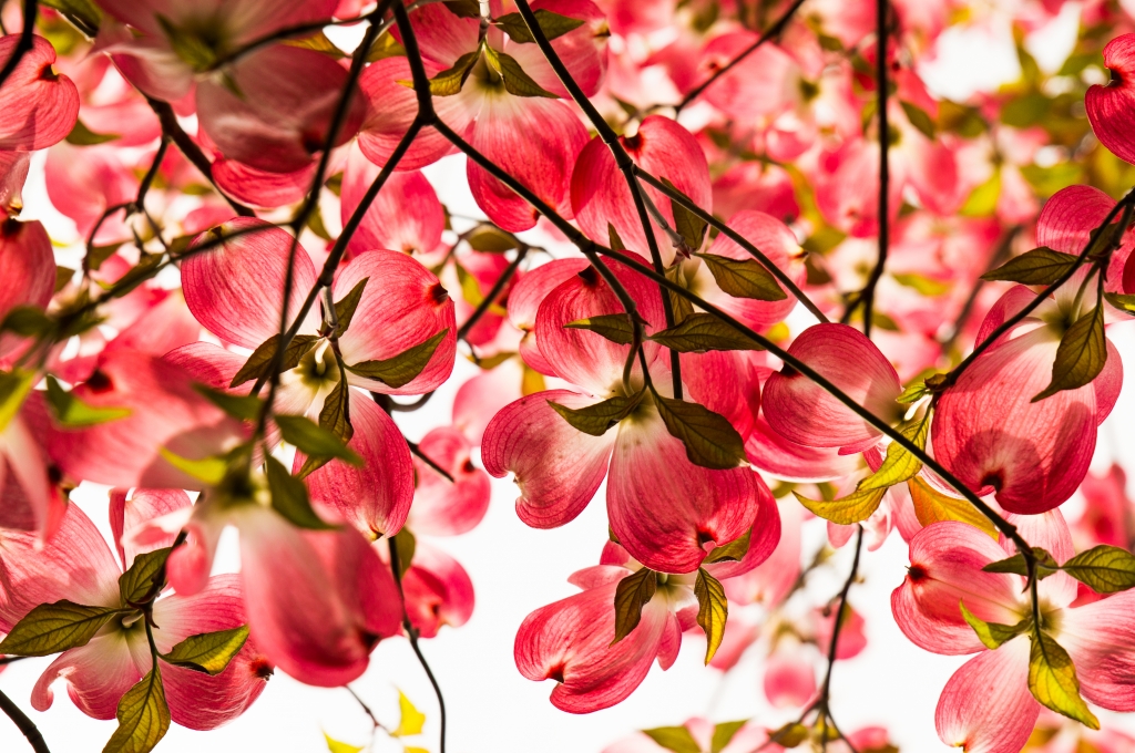 Fiori di Cornus Florida