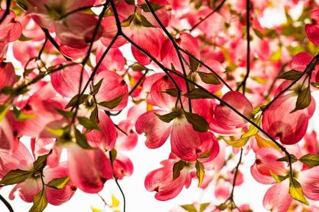 Fiori di Cornus Florida