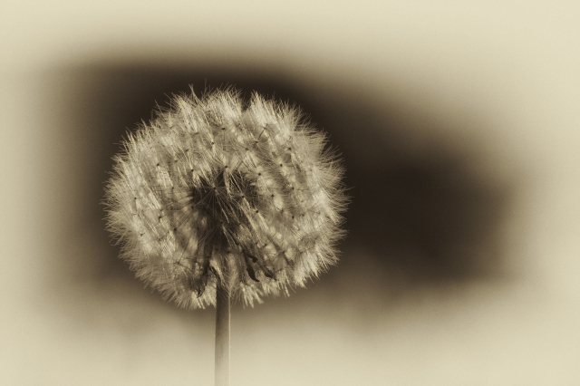 Soffione