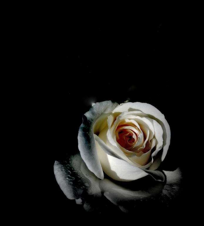 elegance rose-party