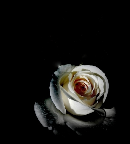 elegance rose-party · graziellataibi