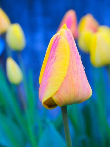 Tulipano bicolore · lgirola