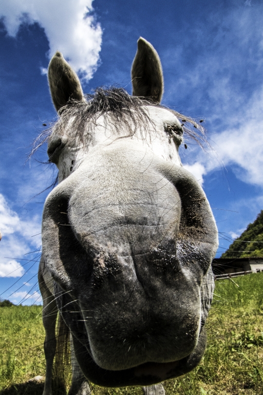naso di cavallo arabo grigio
