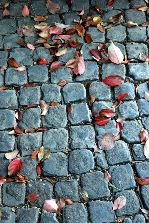 Red leaves on the road