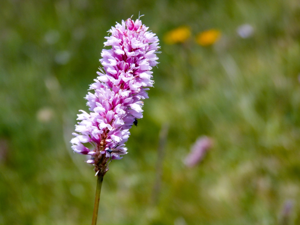 La grazia del fiore