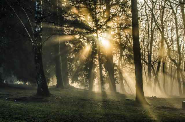 Luce tra gli alberi · dandri