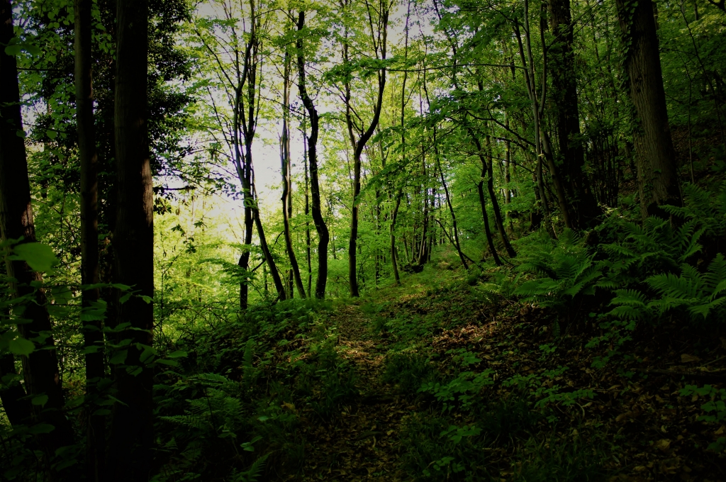 Sentiero nel bosco
