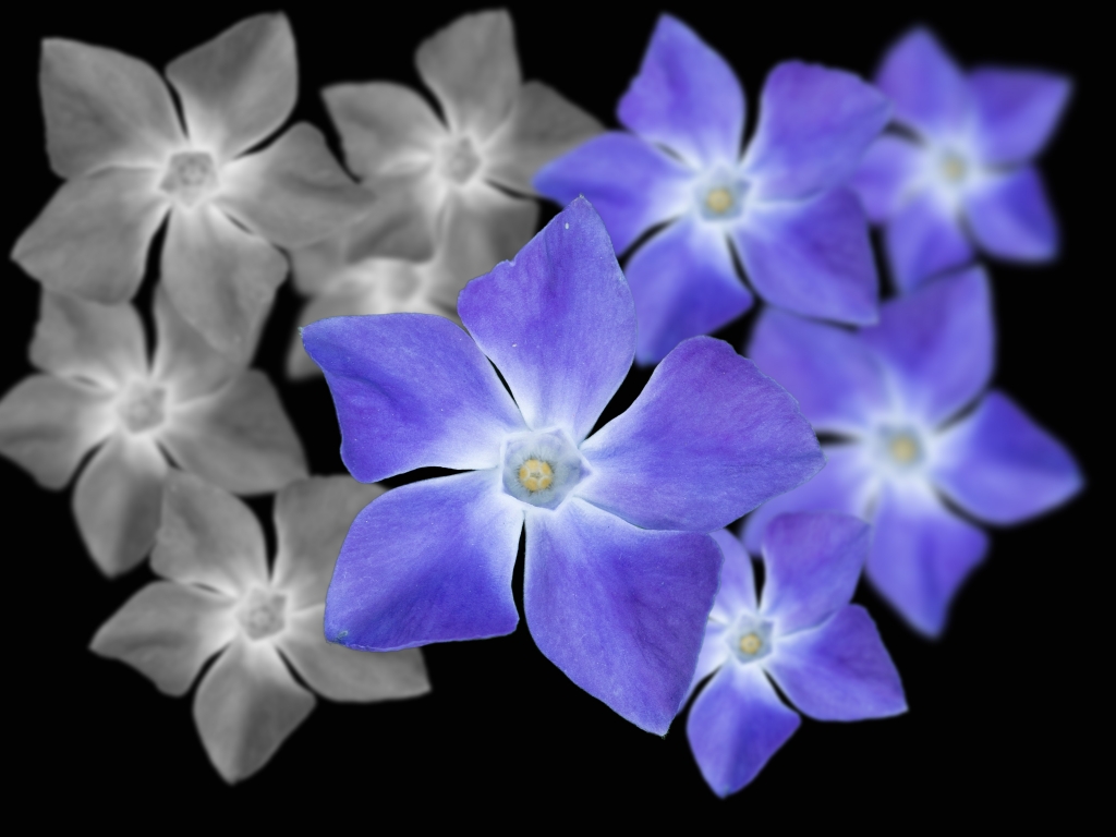 pervinca