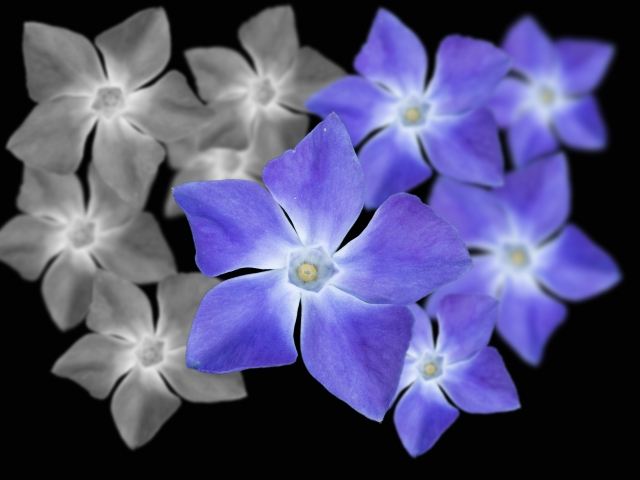 pervinca