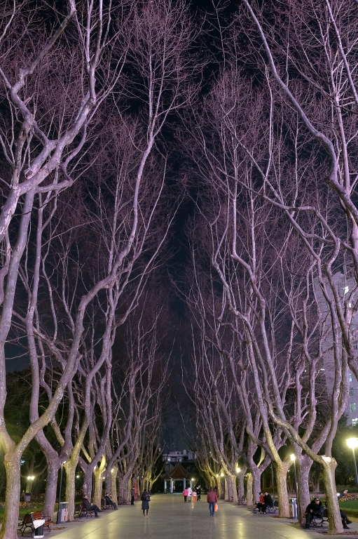 Shanghai trees
