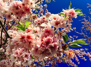 Fiori rosa, fiori di pesco..