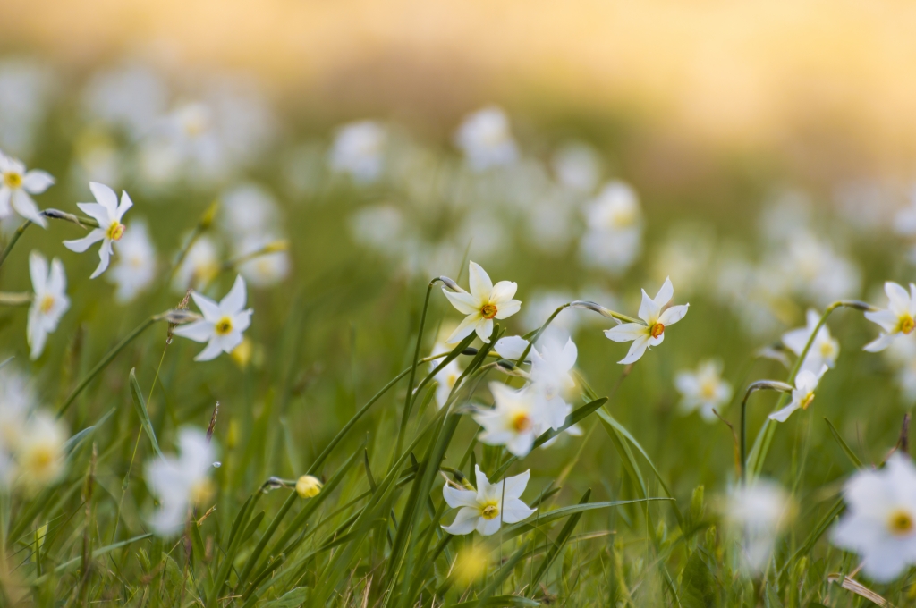 Narcisi 2