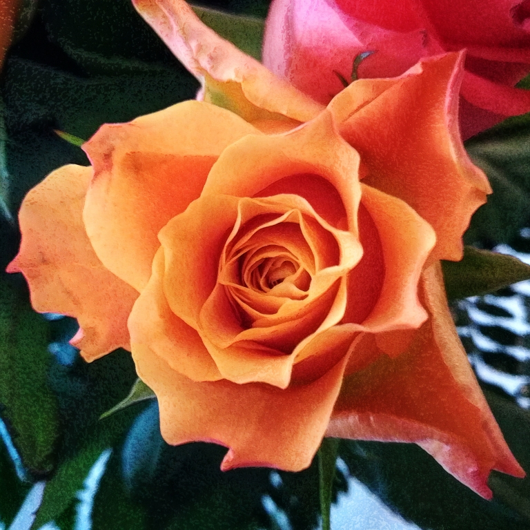 Rosa
