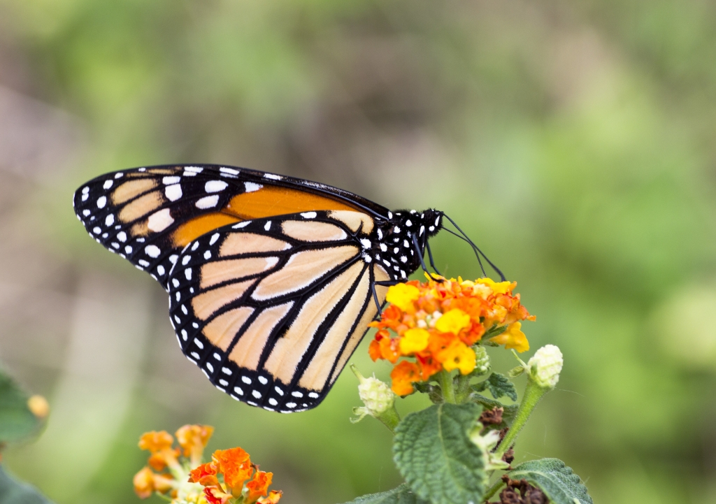 monarch butterfly