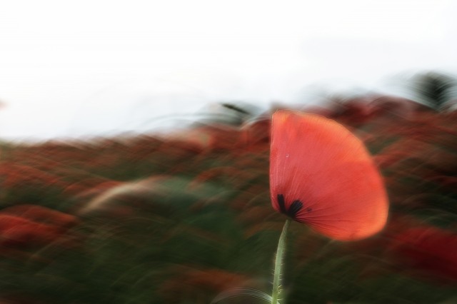 Poppy