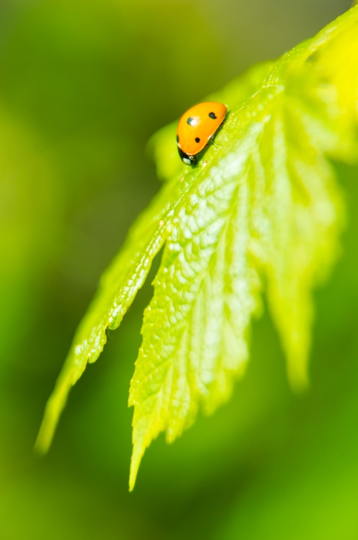 Foglia e coccinella