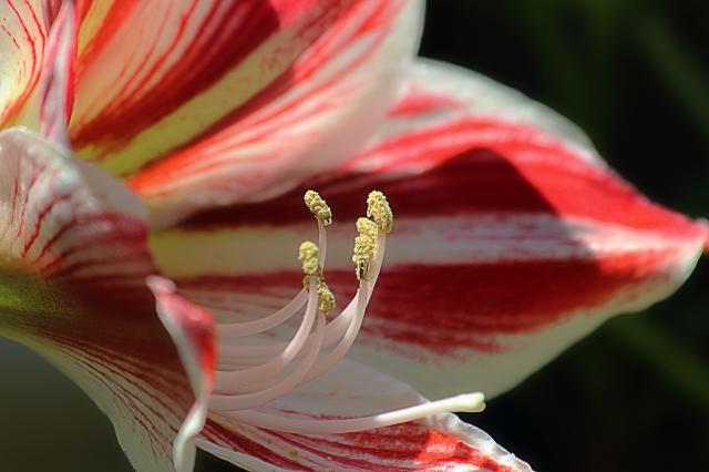 Amarillis
