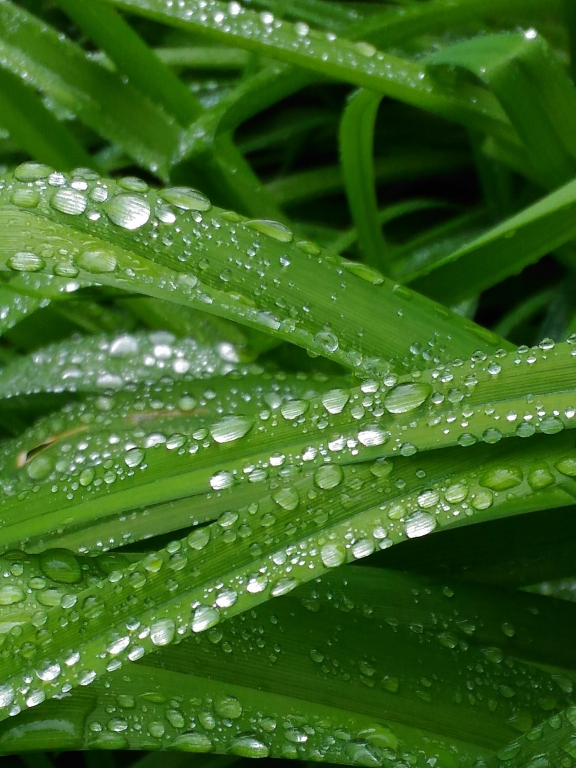 foglie di fiori del giardino con goccie di pioggia