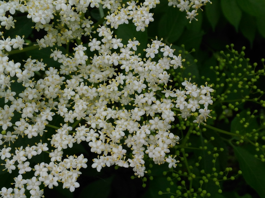 fiori di sambuco, giovinezza e maturità