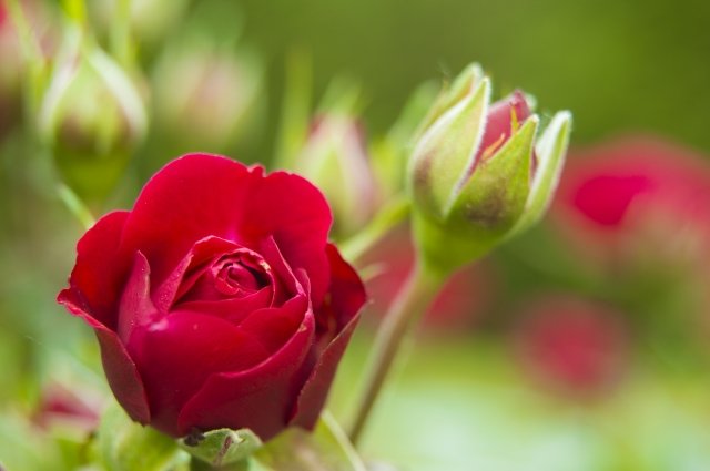 Rosa e boccioli