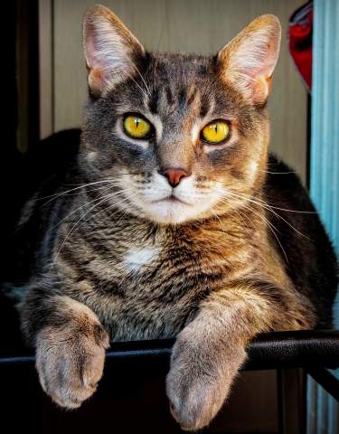 Fierezza felina
