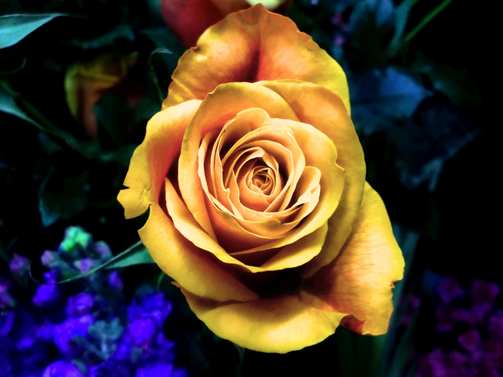 ROSAE