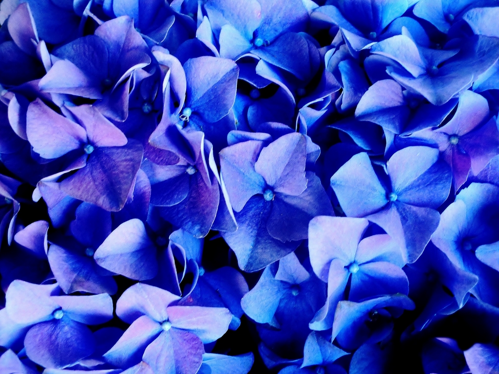 BLU