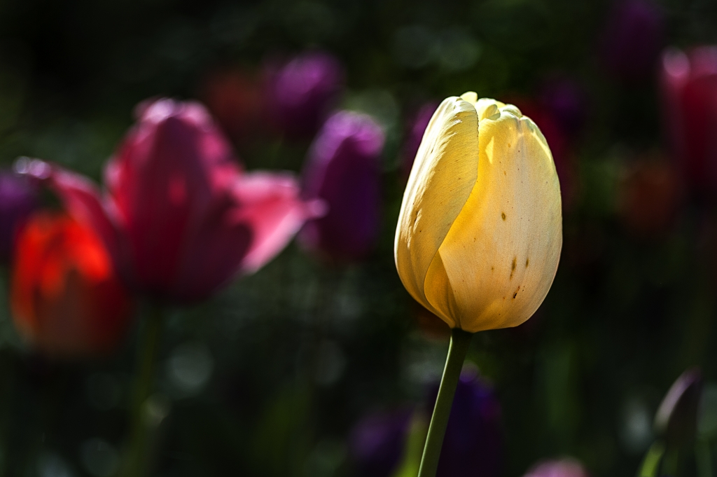 Tulipano giallo