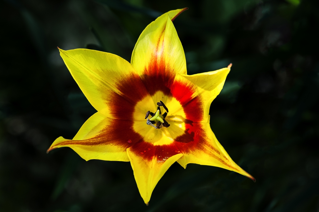 Tulipano a stella