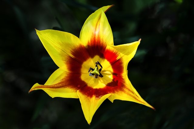 Tulipano a stella · massimogea