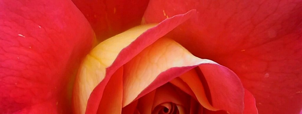 rosa bicolore magnifica nel giardino
