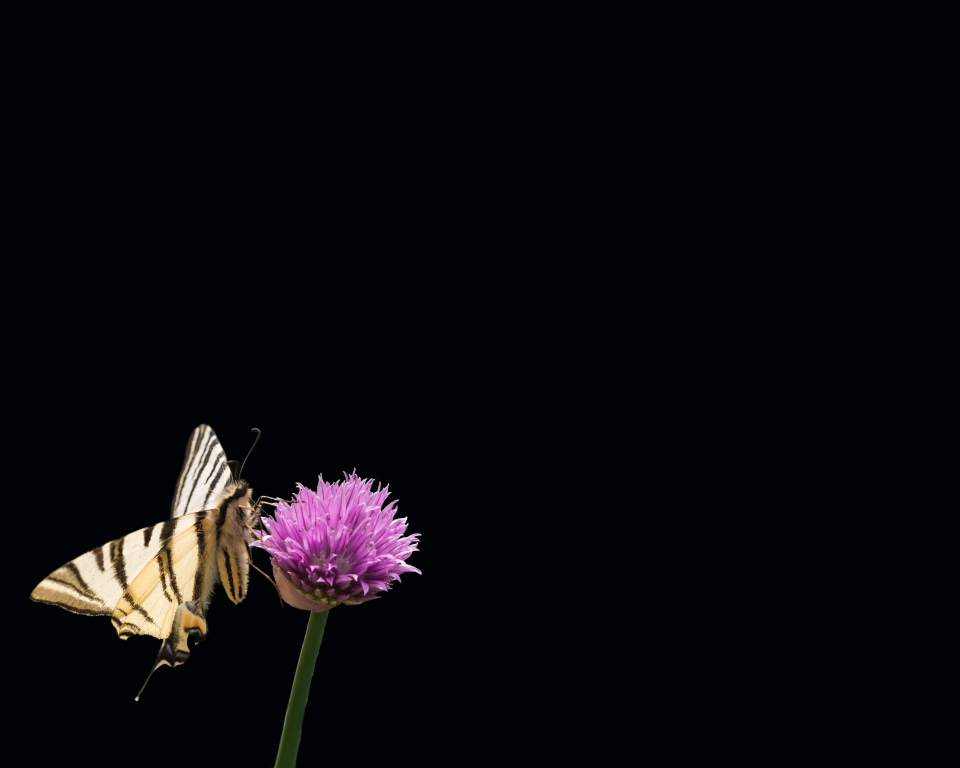 pranzetto su fiore di erba cipollina